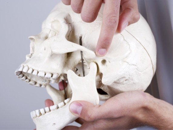 Person holding a skull and pointing to the jaw joint